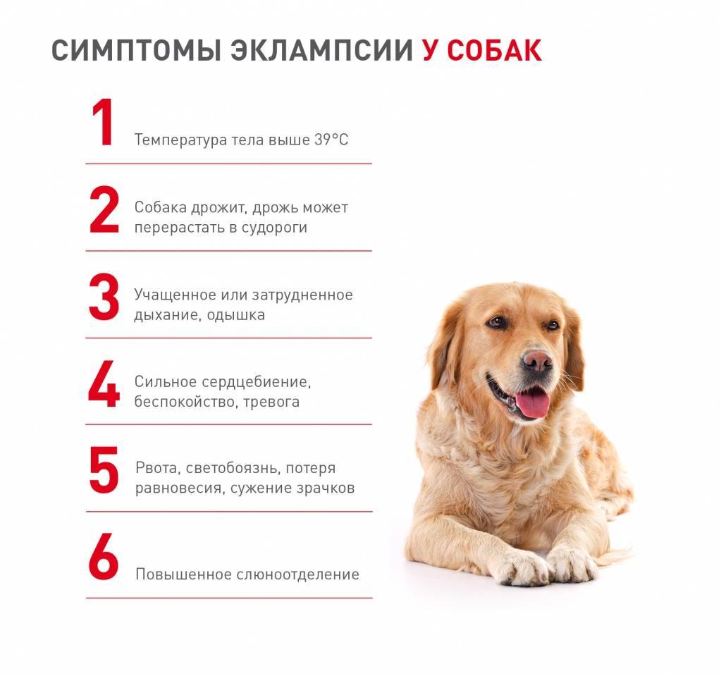Одышка у собаки – симптомы, причины, лечение, профилактика