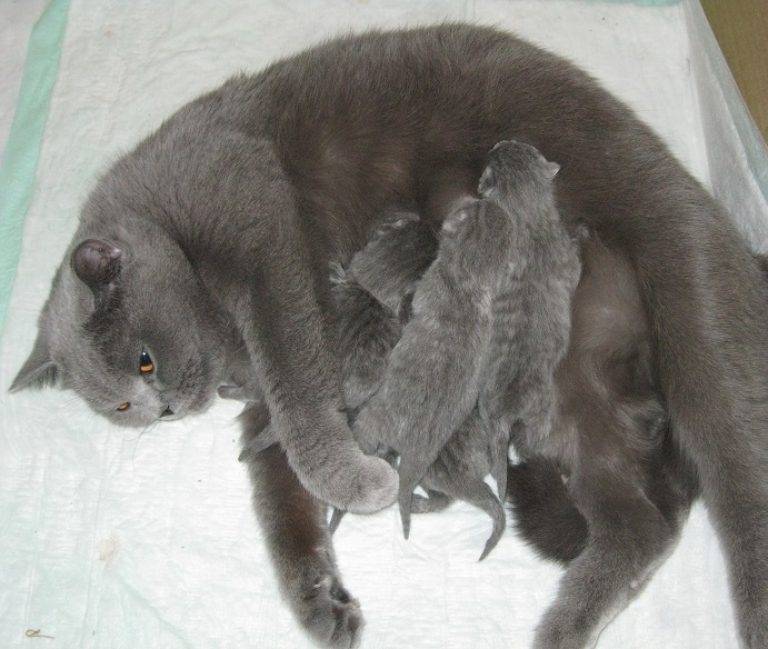 Как рождаются котята у кошки. Беременные британские кошки. Кошки вынашивают котят. Срок беременности у кошек.