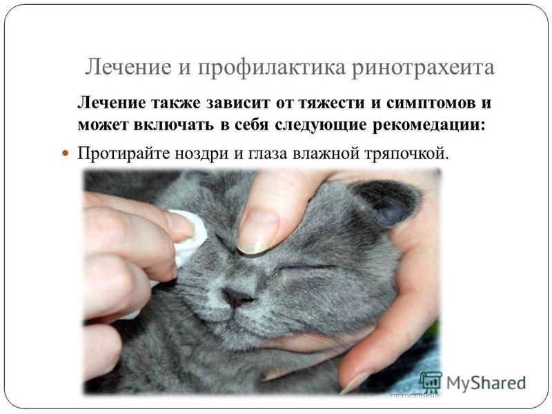 Кальцивироз у кошек: все о лечении и симптомах вирусной инфекции у взрослых кошек, и котят