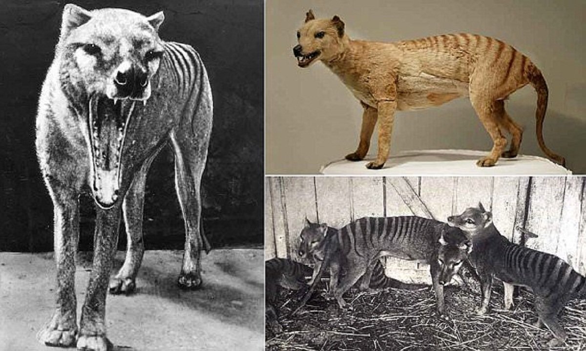 Сумчатый волк тилацин: описание вымершего животного, фото, где обитал, чем питался, размножение, интересные факты