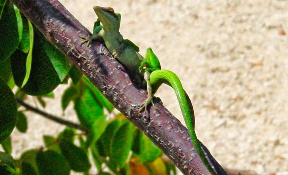 Анолис окулатус - anolis oculatus - dev.abcdef.wiki