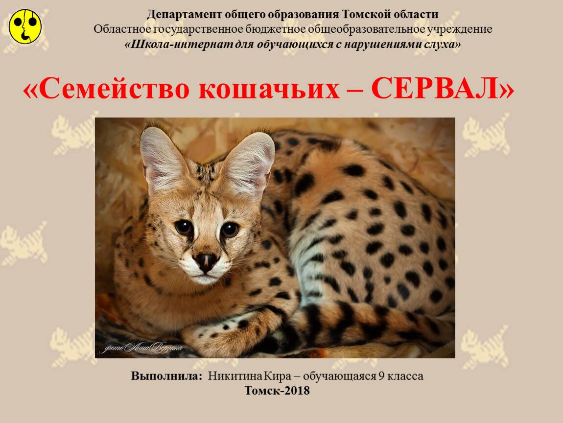 Сервал - описание, где обитает, чем питается, враги, фото и видео