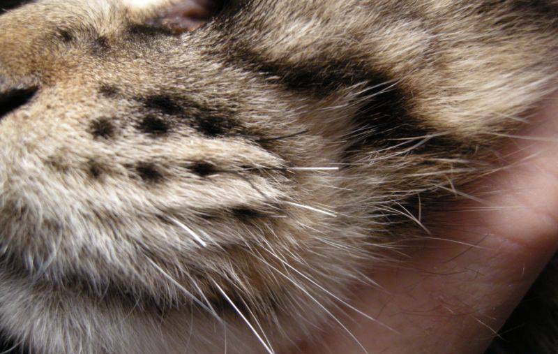 У кошки выпадают или ломаются усы: чем грозит симптом питомцу