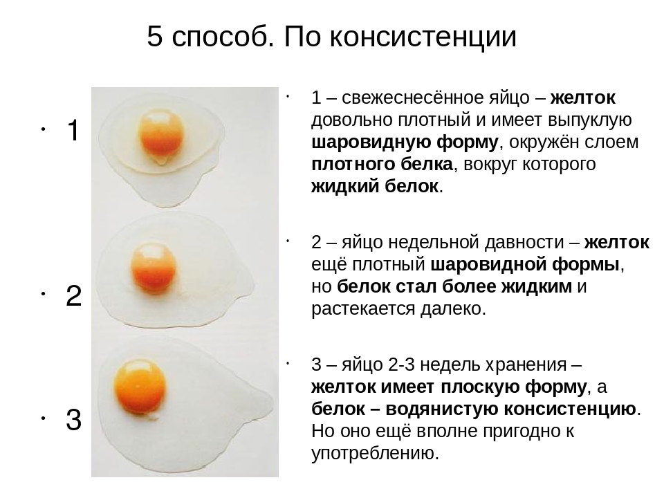 Можно ли хомякам яйца