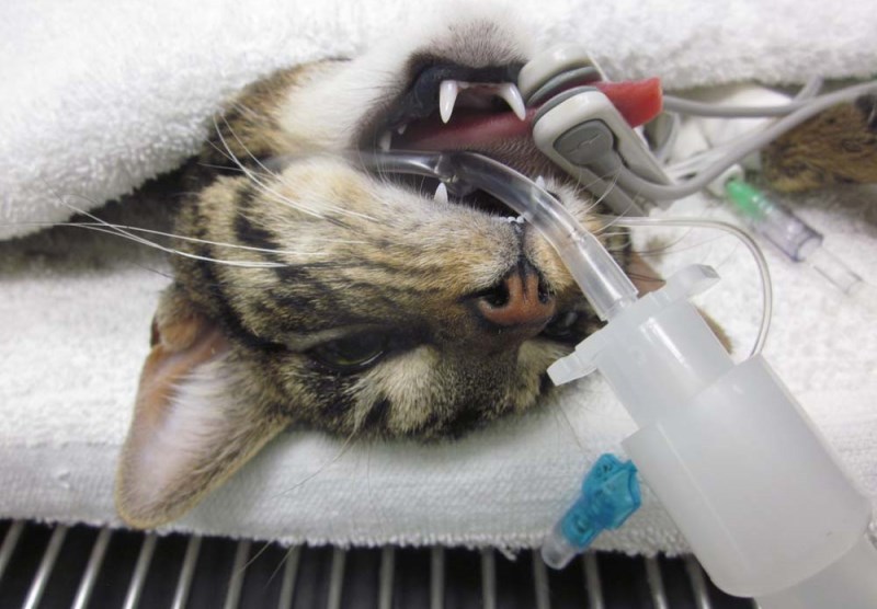 Реабилитация кота после кастрации: уход и профилактика