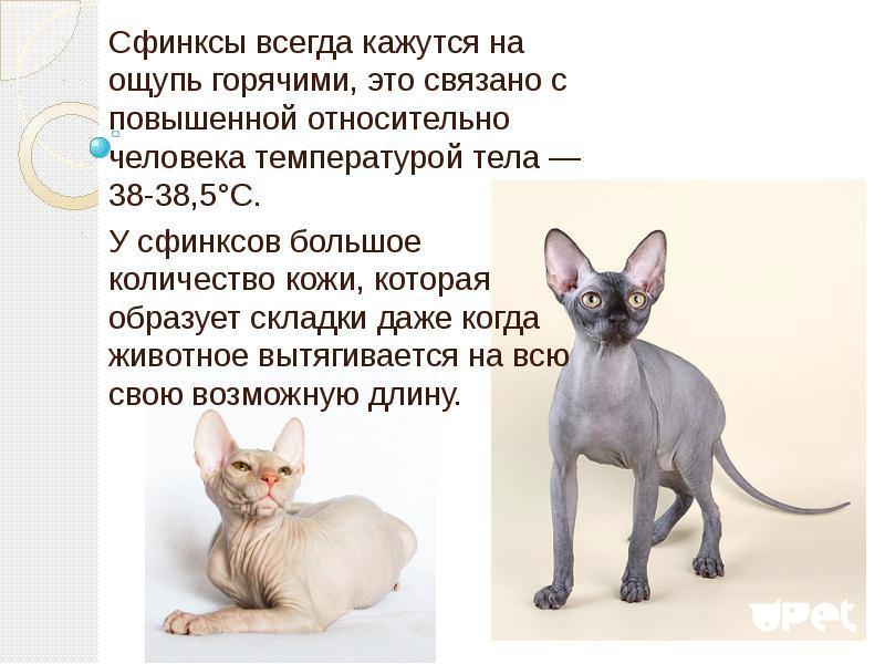 Кошки с большими ушами: список пород и их особенности