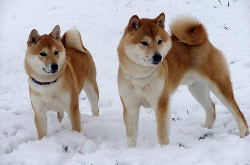 Японские собаки: породы, их описание и фото :: syl.ru