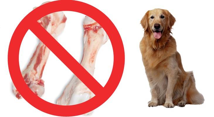 Что делать, если у собаки застряла кость в горле, зубах или кишечнике. можно ли помочь самостоятельно? | ваши питомцы