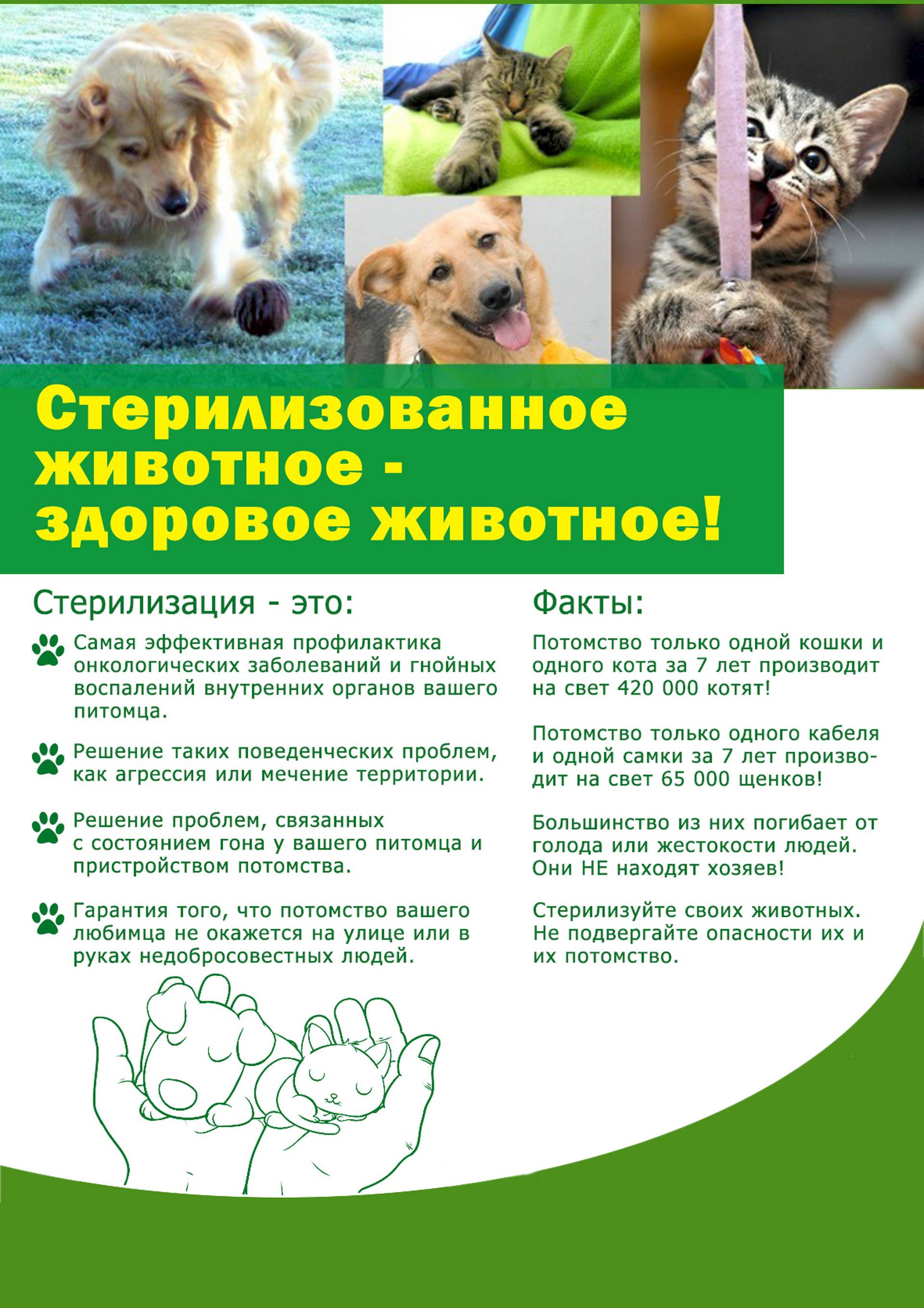 Уход за собакой после кастрации и стерилизации: обработка швов и советы ветеринаров
