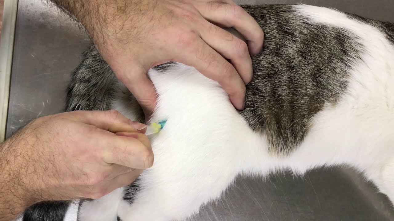 Как сделать укол коту и кошке
