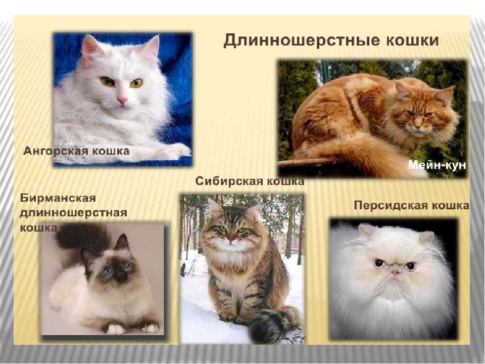 Группа д ш. Породы кошек с названиями. Виды длинношерстных кошек. Длинношерстные породы кошек названиями пород. Список пород кошек длинношёрстная кошка.