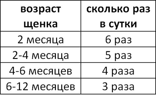 Сколько стоит выгул собак за час: правила выгула собак в городе