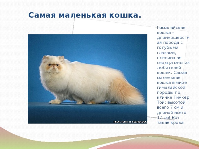Длинношерстные породы кошек с фотографиями и названиями
