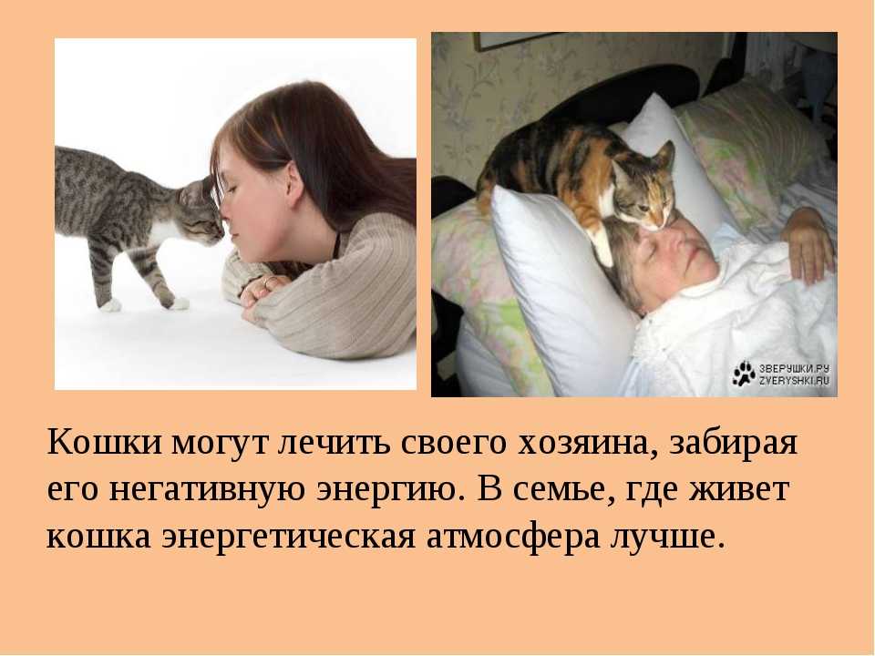 Как кошки лечат людей: 4 способа, основные правила, какие породы, от каких болезней избавляют