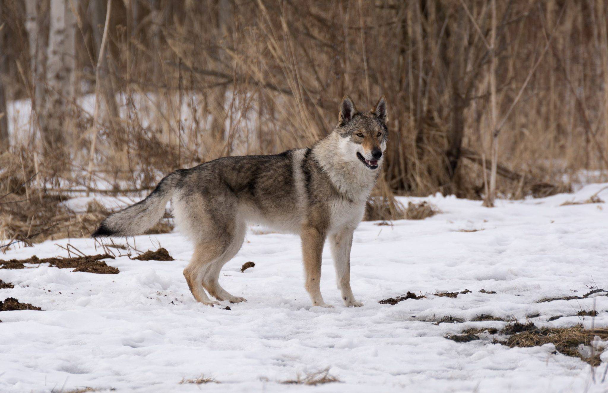 Собака без вековых традиций – чехословацкий влчак |