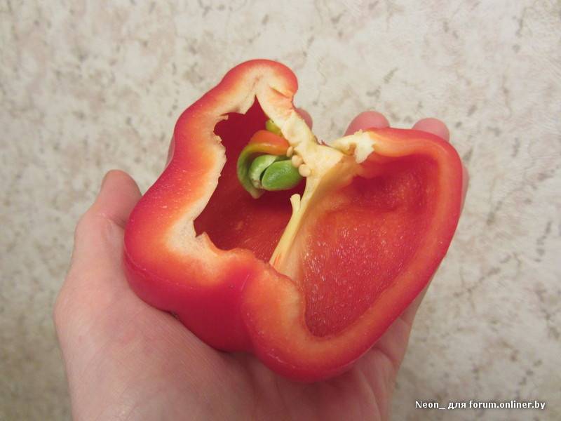 Чем кормить хомяка в домашних условиях: список продуктов, которые можно давать