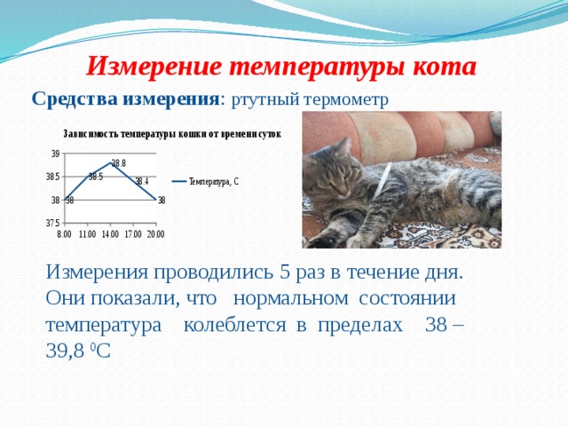 Как померить температуру кошке в домашних условиях обычным градусником и без него?