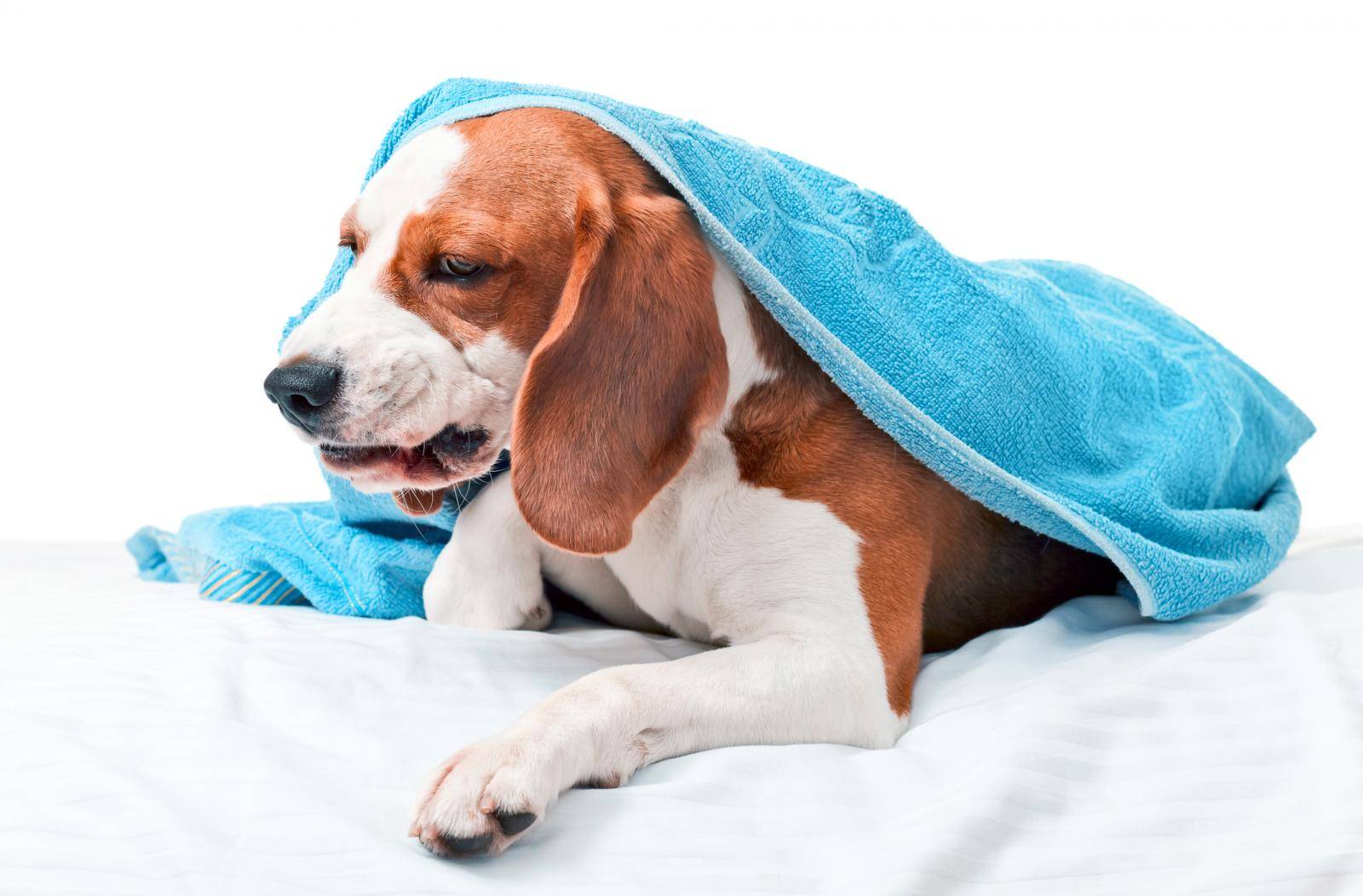 Учащенное дыхание у собаки: показатели нормы и отклонения