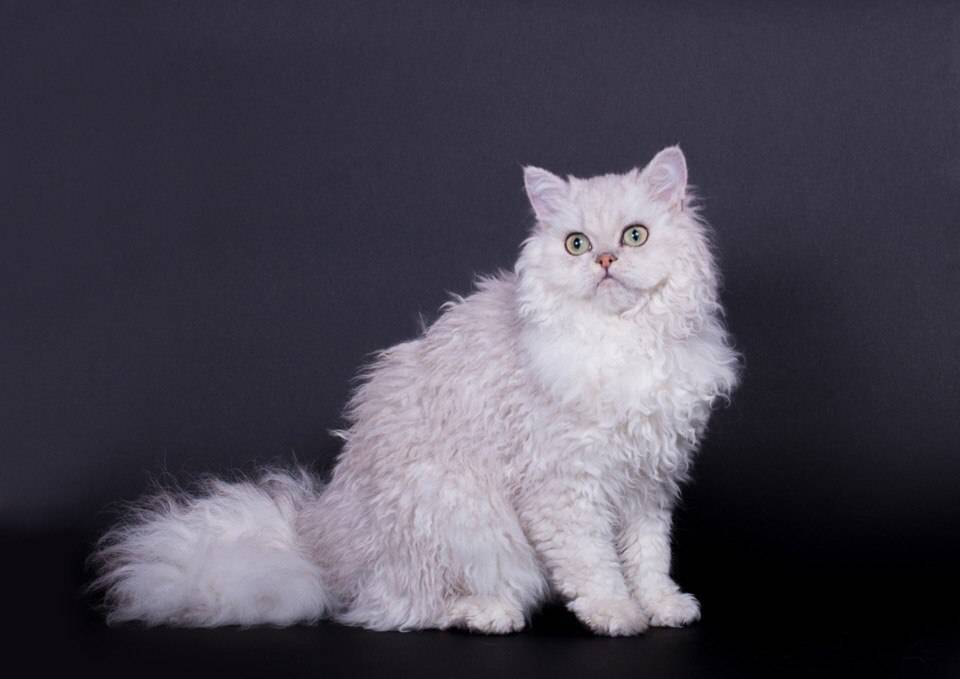 Селкирк рекс: описание породы, характер, фото кошки короткошерстной и длинношёрстной, отзывы владельцев
