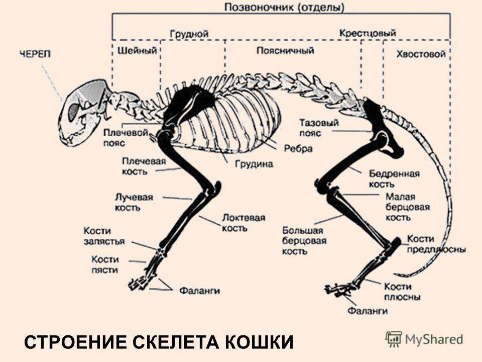 Скелет кошки схема