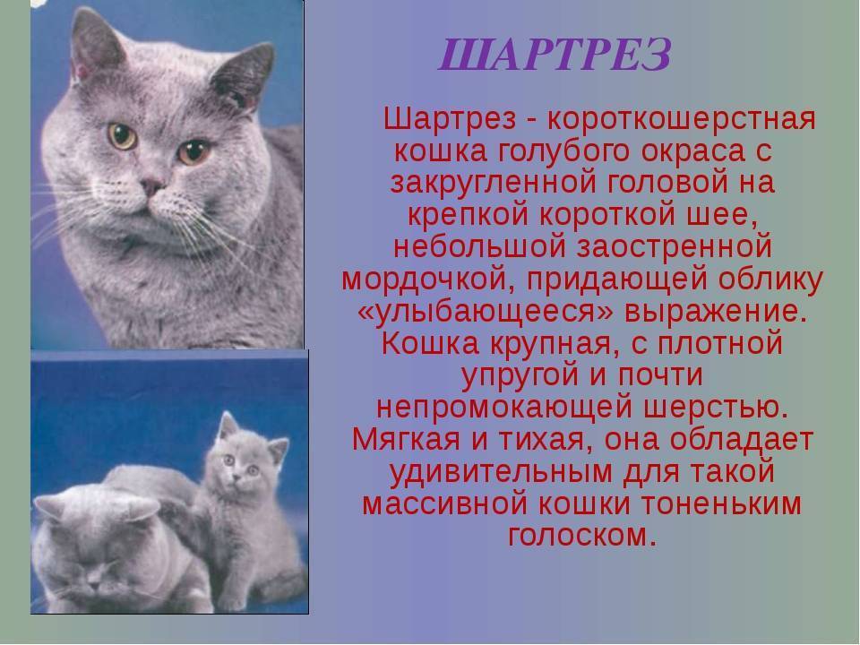 Кошка породы шартрез: описание и основные сведения, особенности содержания и ухода (+фото)