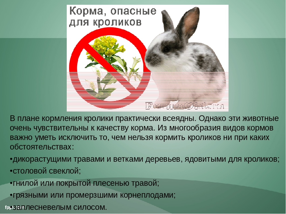 Почему крольчиха съедает своих крольчат: причины и что делать?