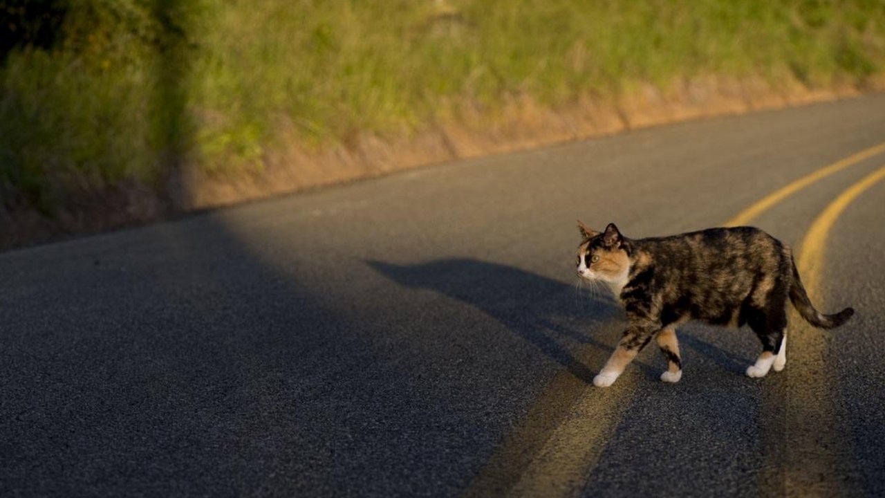 Как кошки находят дорогу домой. Все коты находят дорогу домой или нет. Гуляющая кошка песня