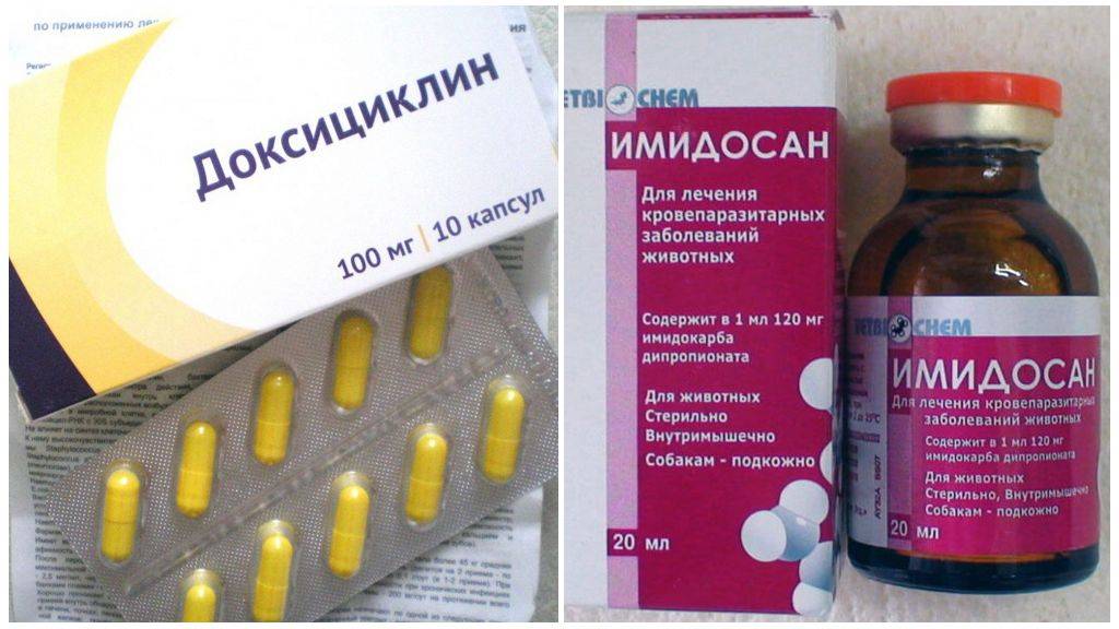 Лечение пироплазмоза у собак какими препаратами схема