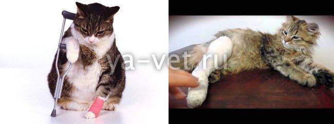 Перелом лапы у кошки: что делать в домашних условиях