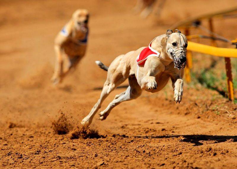 Профессиональный рейтинг из 10 самых быстрых беговых пород собак в мире