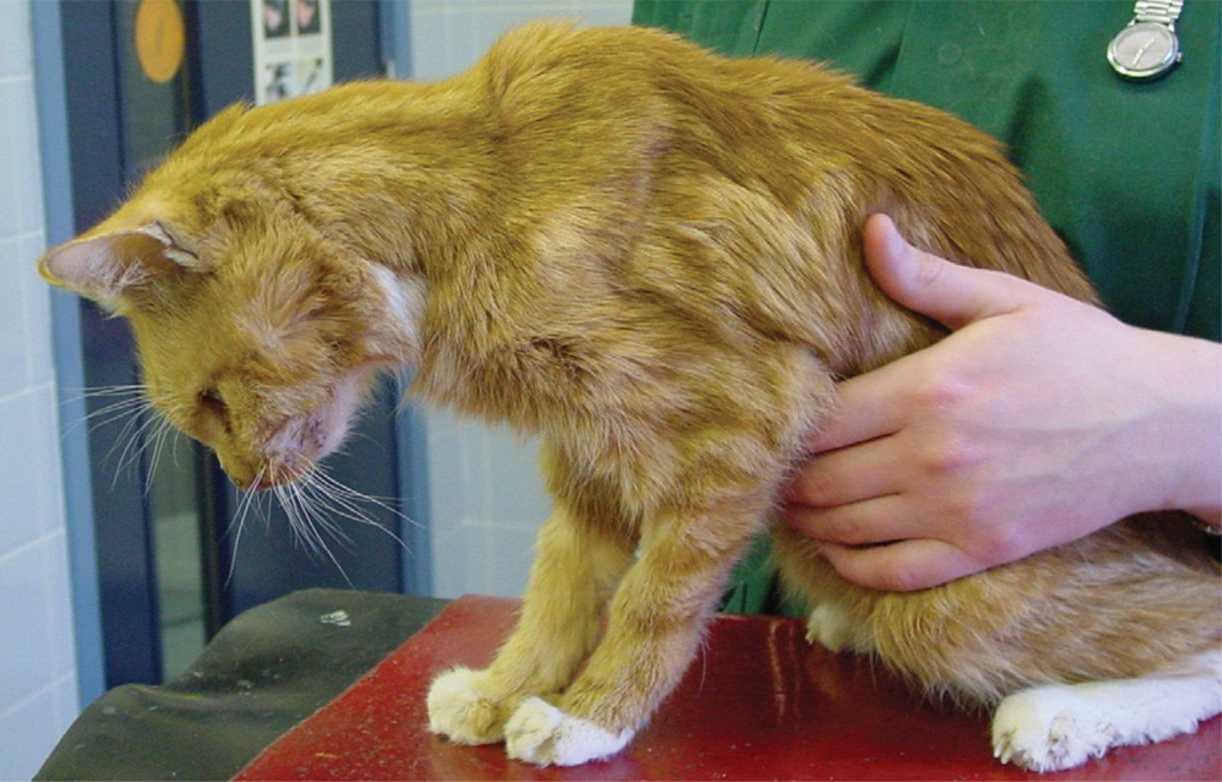 Асцит у кошек: симптомы и лечение брюшной водянки