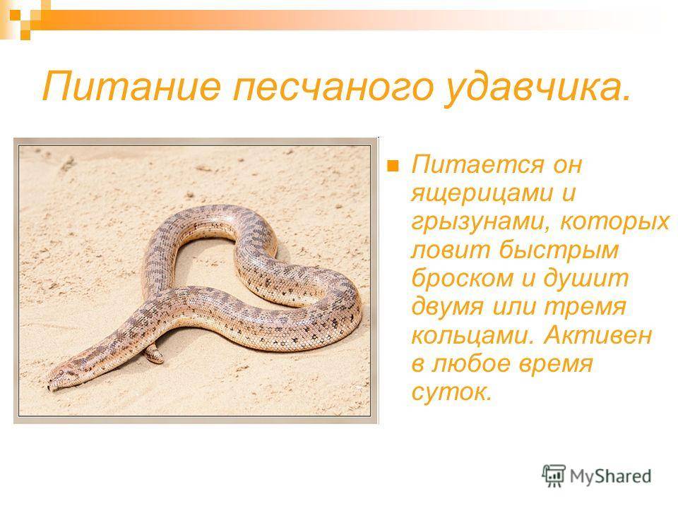 Песчаный удавчик сообщение для 4 класса