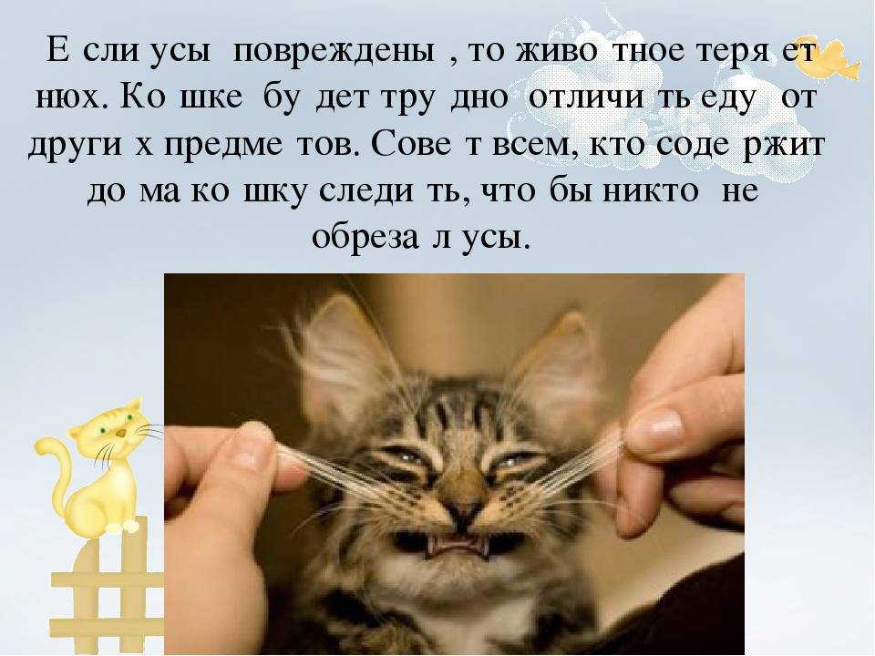Для чего кошке усы: удивительные факты о вибриссах