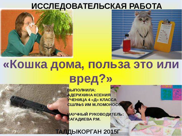 Фелинотерапия — польза кошек для человека