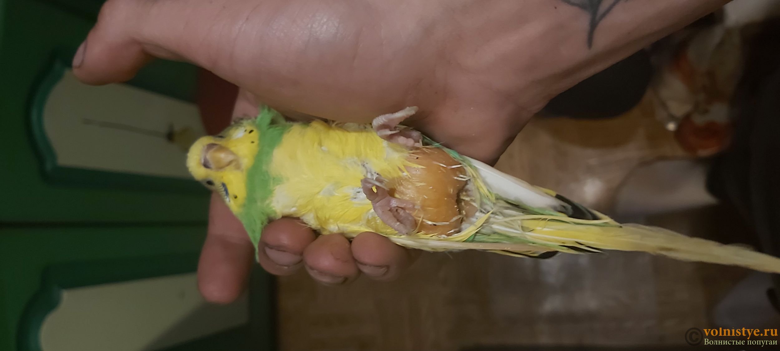 Рвота у попугая волнистого что делать если птица рвет зернами?