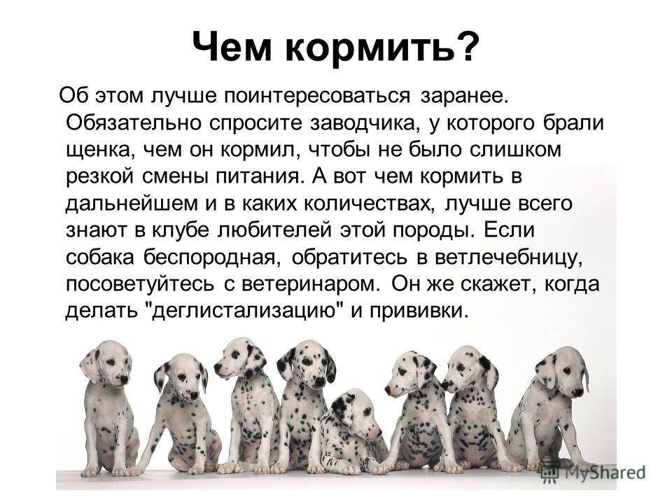 Можно ли собакам молоко – pet-mir.ru