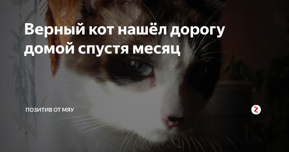 Может ли маленький котенок найти дорогу домой