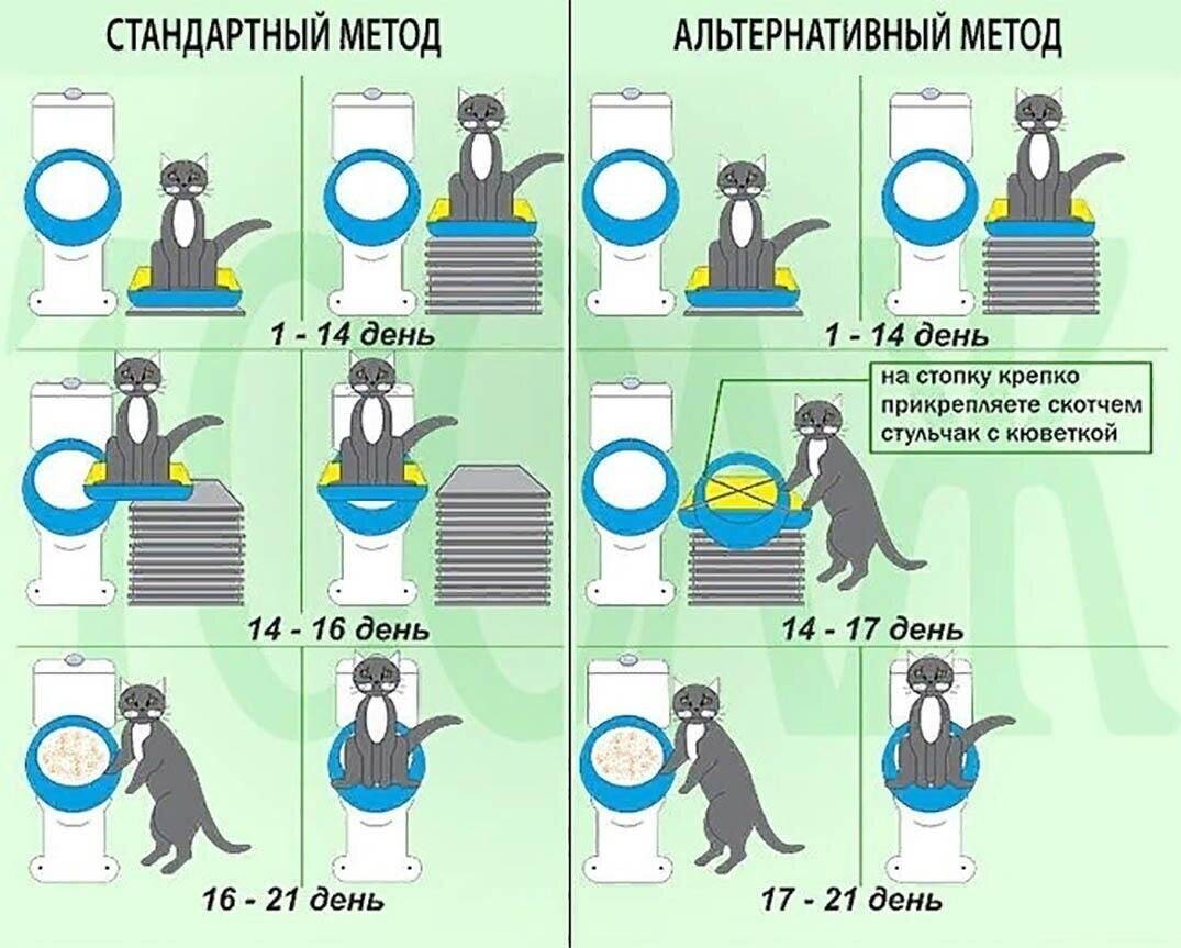 Когда котята открывают глаза после рождения, начинают есть самостоятельно, ходить, когда происходит смена зубов и другие аспекты развития