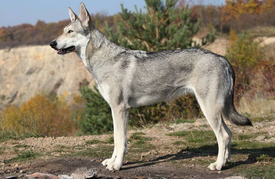 Как выглядит чехословацкий влчак: описание внешности и характера породы