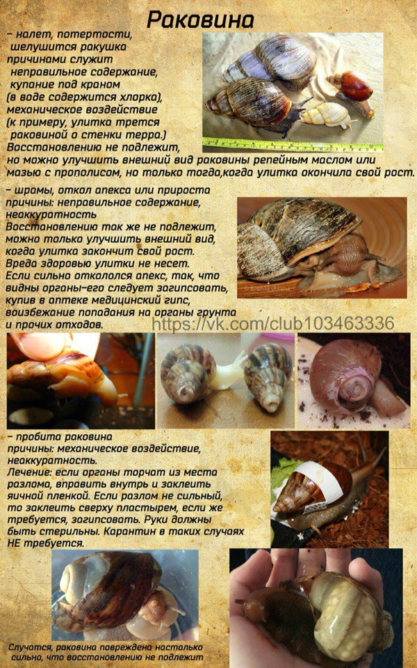 У улитки сломался панцирь, чем помочь питомцу?