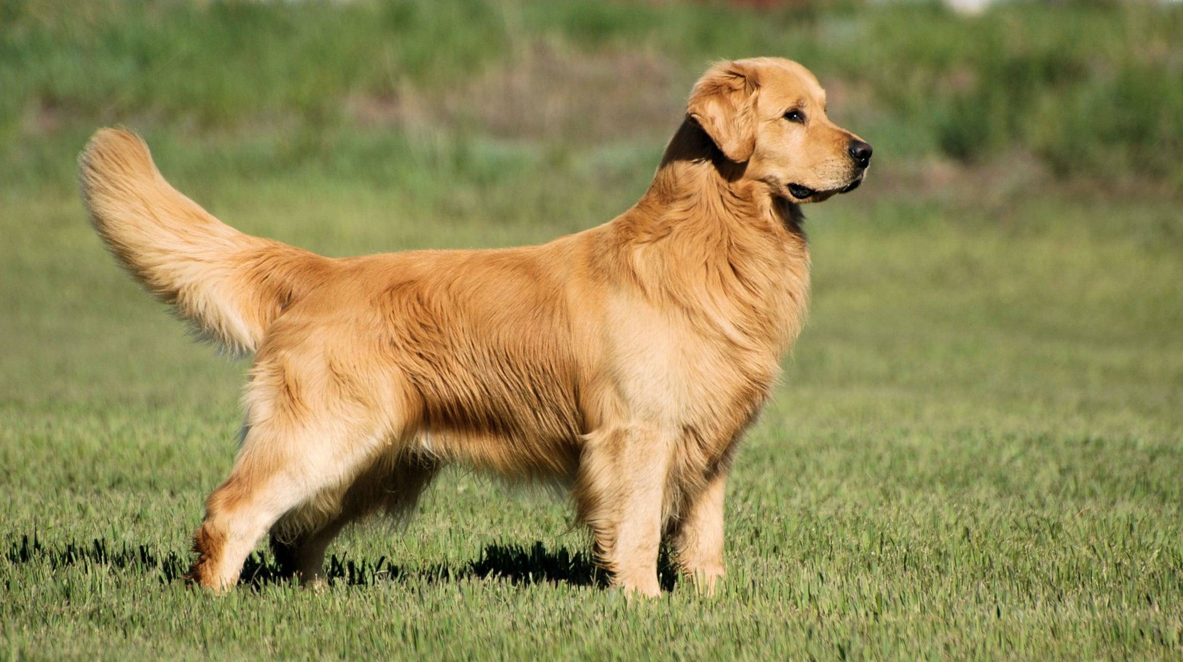 Золотистый ретривер: описание породы с фото собак голден (золотой) ретривер