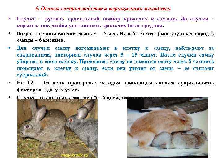 Беременность и роды кроликов: сроки, признаки, правила ухода | домашние животные