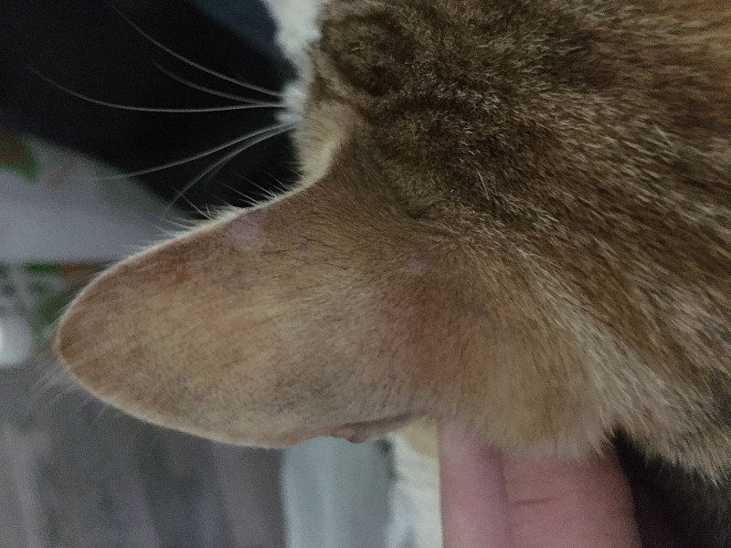 Залысины у кошки возле ушей и над глазами: причины, что делать, как отличить норму от патологии