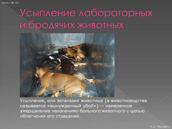 Таблетки для усыпления собак - применение снотворных и показания к эвтаназии