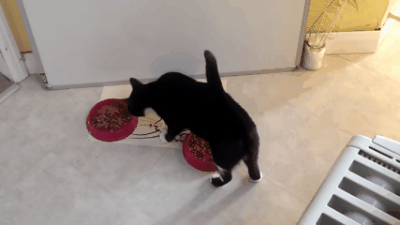 Почему кошка закапывает миску с едой