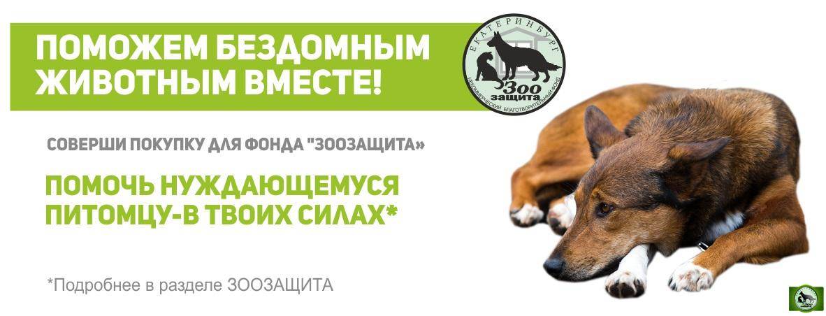 Социальный проект на тему помощь бездомным животным