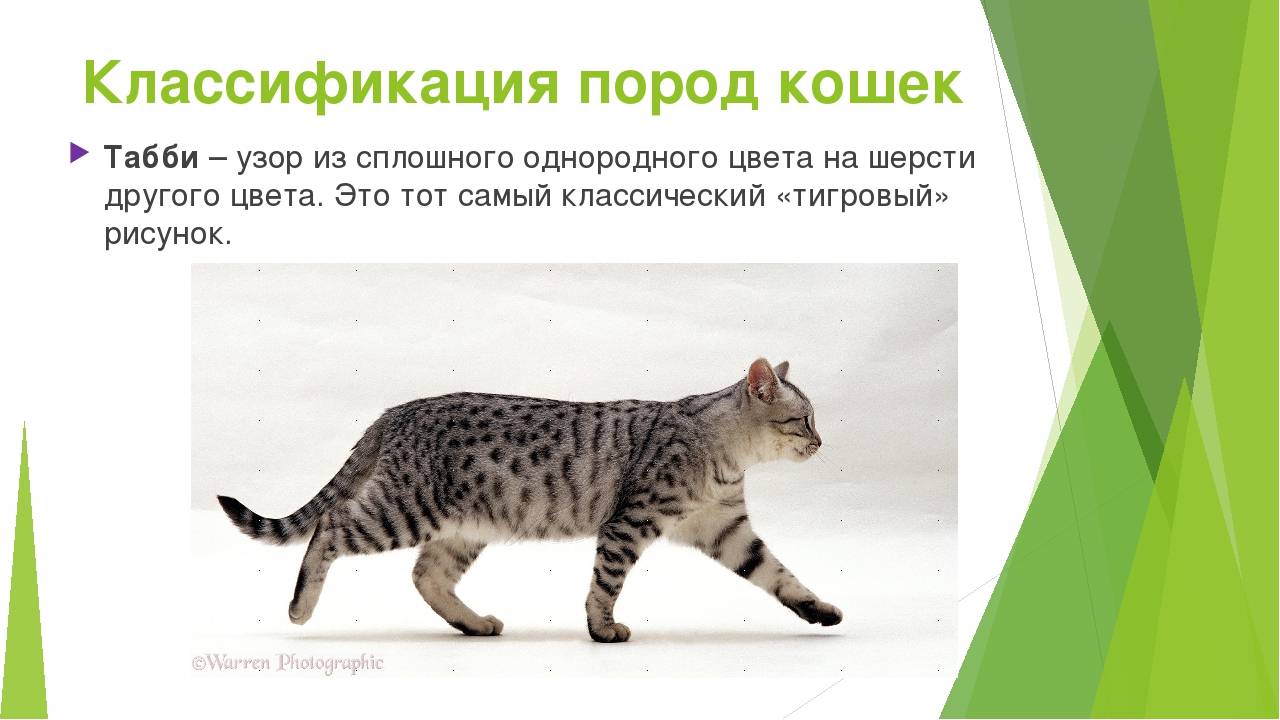 Самые большие кошки: названия пород c фото, информация о них