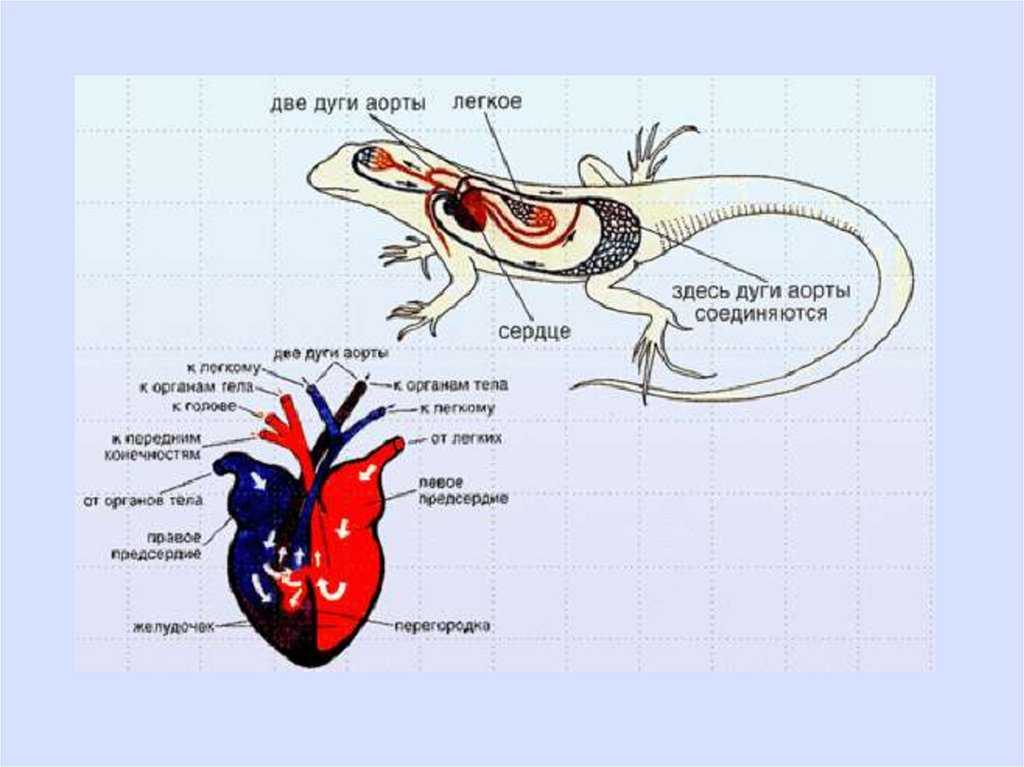 У черепахи четырехкамерное сердце. Обыкновенный Тритон строение сердца. Схема строения кровеносной системы пресмыкающихся. Круги кровообращения рептилий схема. Рептилии сердце круги кровообращения.