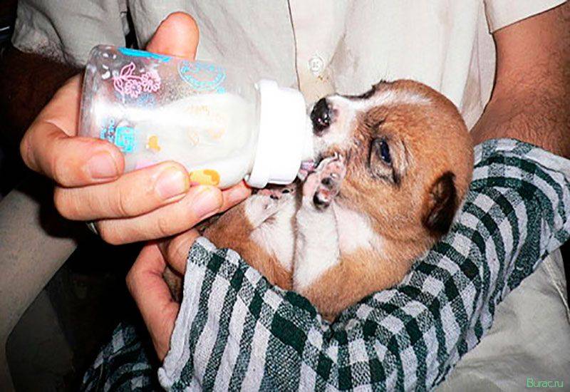Корм для кормящих собак: чем кормить беременную, ощенившуюся и после родов чтобы было больше молока