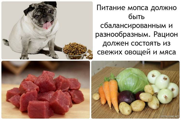 Натуралка для собак — меню на каждый день при натуральном питании